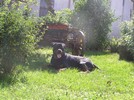 Andros