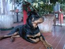 Artik