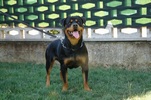 Asko