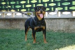 Asko
