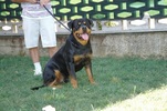 Asko