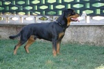 Asko