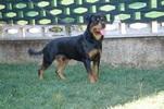 Asko