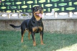 Asko