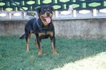 Asko