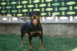 Asko