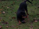 Atena