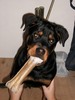 Atena