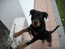 Atena