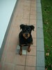 Atena