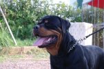 Carlos