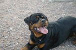 Carlos