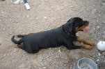 Carlos