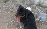 Carlos