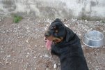 Carlos