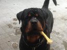 Carlos