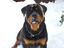 Carlos