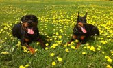 Carlos e Axel