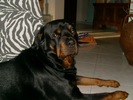 Curt