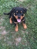 Eron