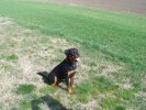 Hector