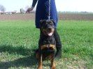 Hector