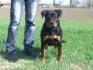 Hector