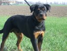 Hector