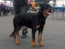Kimba