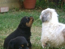 Kimba e Minny