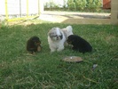Kimba, Kiro e Minny