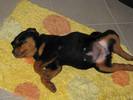 Lola
