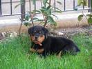 Lola