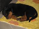 Lola