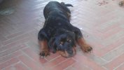 Marley
