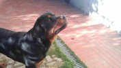 Marley