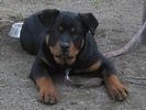 Molly