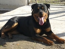 Molly