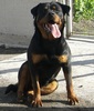 Molly