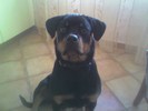 Ombra