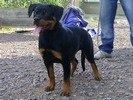 Ombra