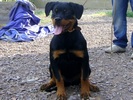 Ombra