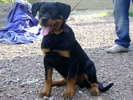 Ombra