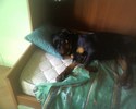 Ombra