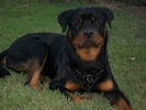 Orso