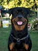 Orso