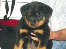 Oskar