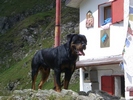 Shaun