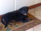 Shila