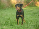 Viky